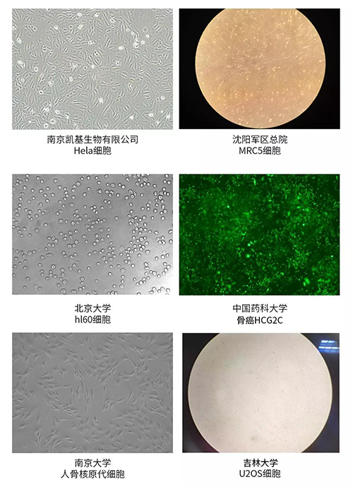 精选 | 如何选购正品行货澳洲胎牛血清?