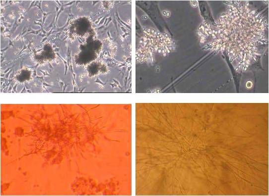 要开始培养细胞了！我们应该注意哪些事项？