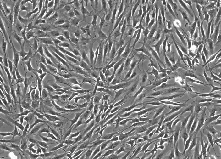 大鼠肾小球内皮细胞