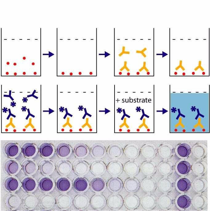 碱性磷酸酶(ALP)ELISA试剂盒 - 全球塑胶网