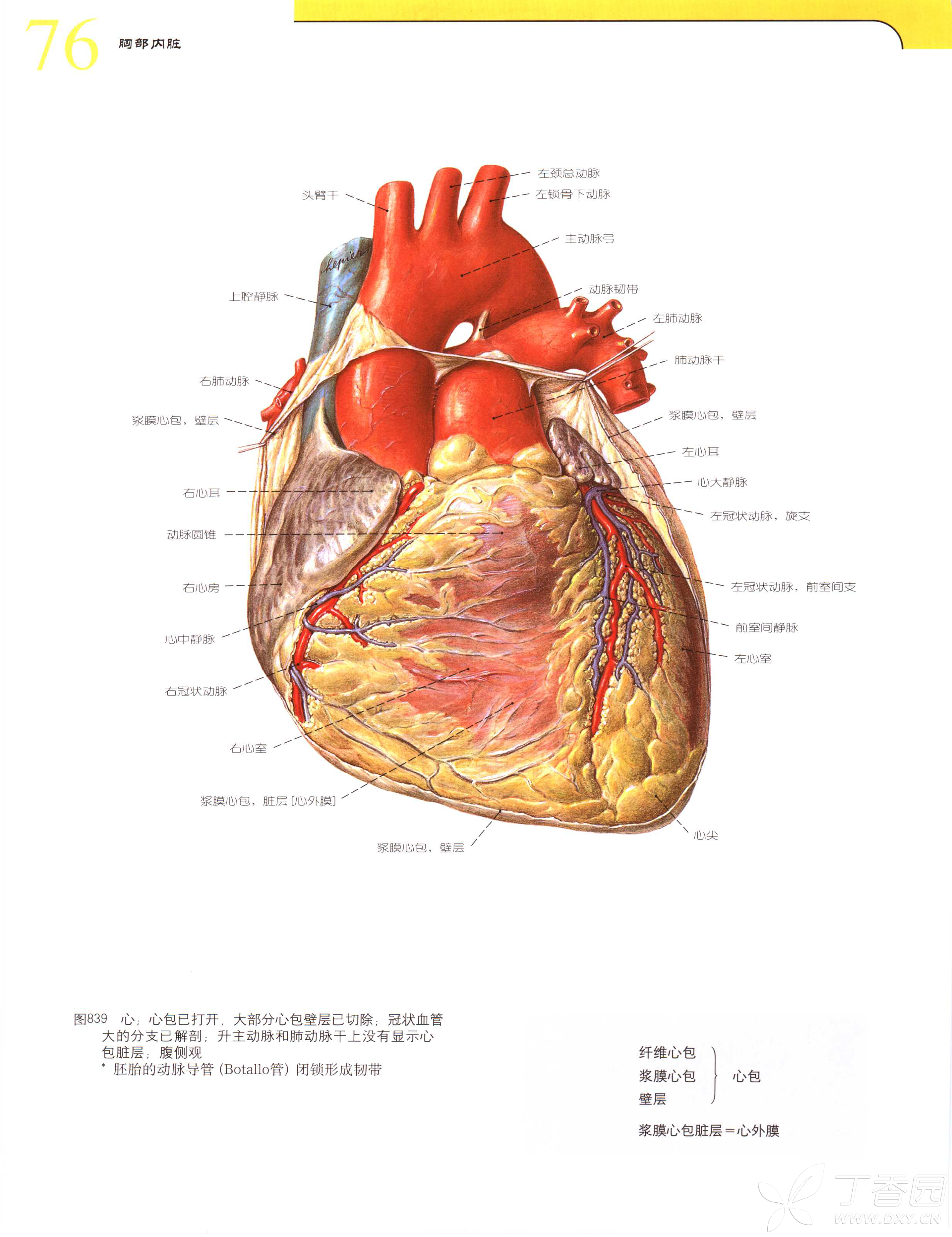 sobotta人体解剖学图谱(第21版)(下卷)躯干,内脏,下肢