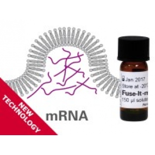mRNA转染试剂