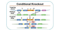条件性基因敲除（Conditional Knockout）小鼠模型-组织特异性