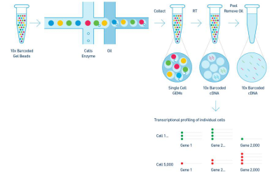 10x Genomics 单细胞转录组测序