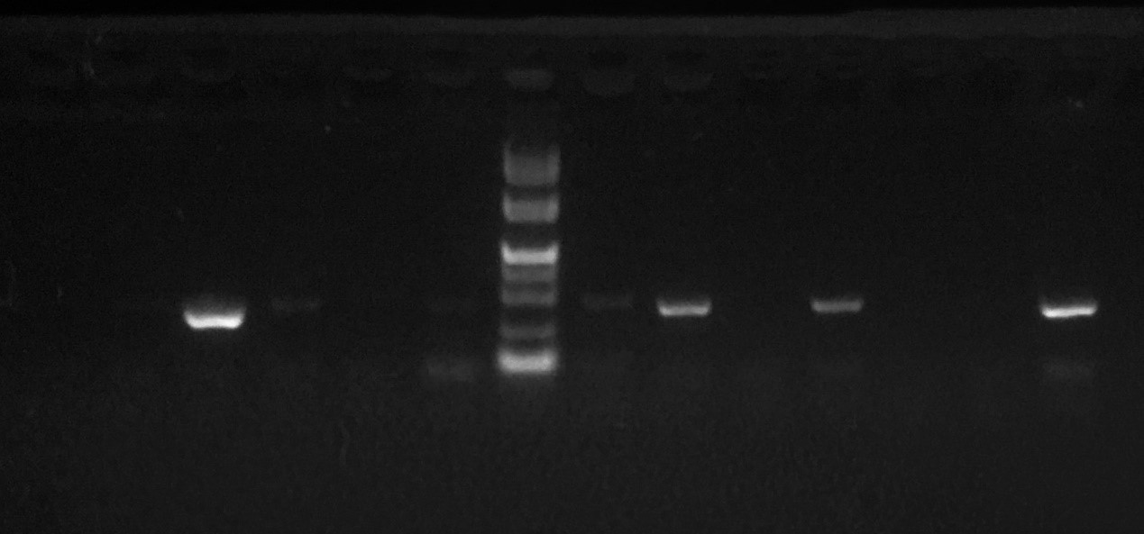支原体检测试剂盒