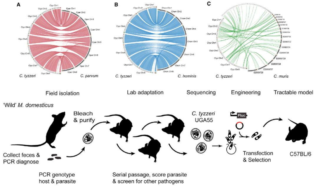 IVIS 视角 | 活体成像助力隐孢子虫感染可视化模型构建