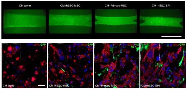 8月必看的干细胞研究进展！