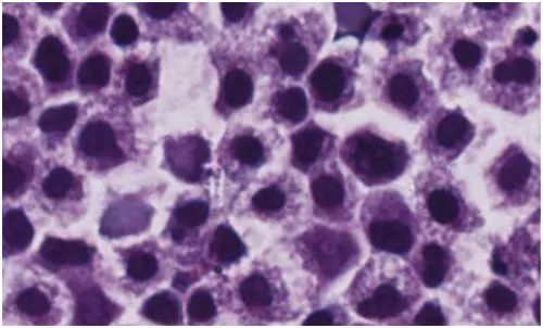 8月必看的干细胞研究进展！