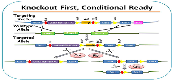 先全敲再条件性敲除（Knockout first, Conditional ready）小鼠模型