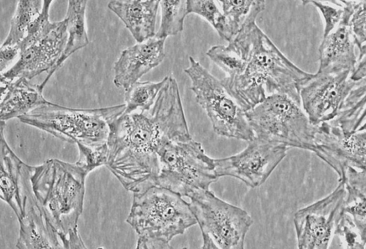 人神经星形胶质细胞完全培养基