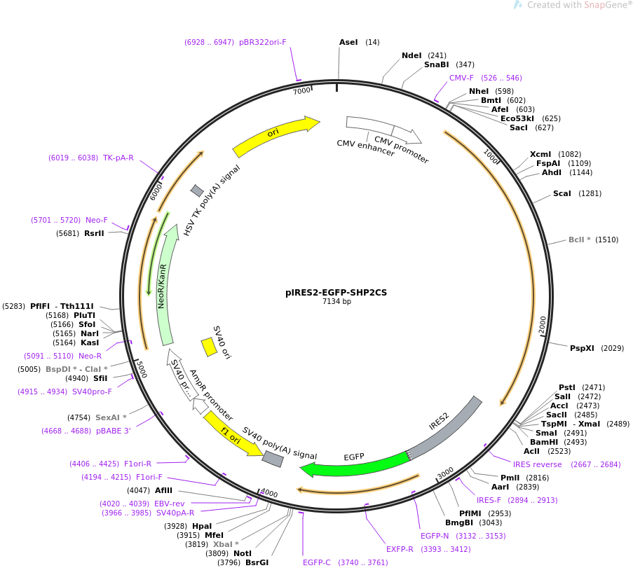 pIRES2-EGFP-ANPEP-p猪源基因质粒