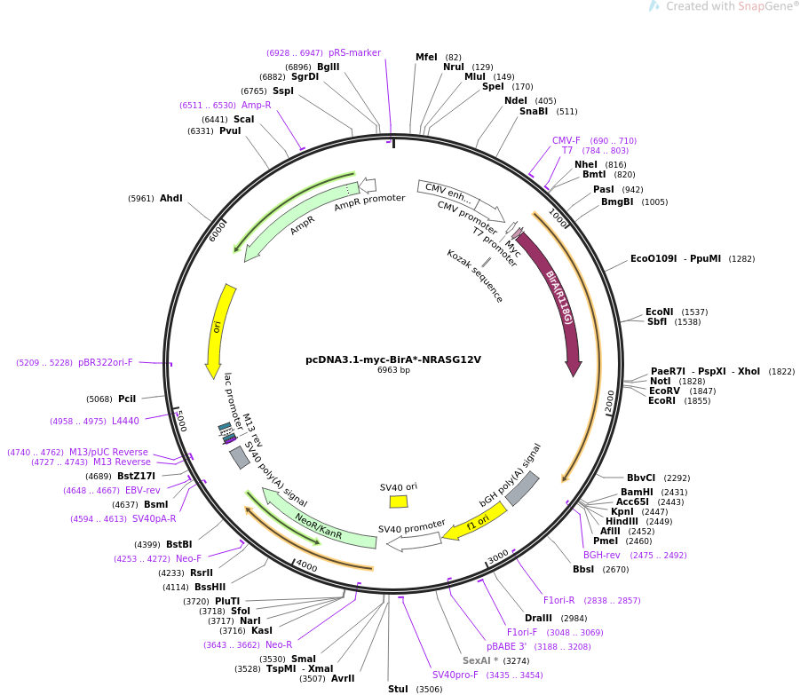 pCDNA3.1-Myc-BioID2-MCS 哺乳表达质粒
