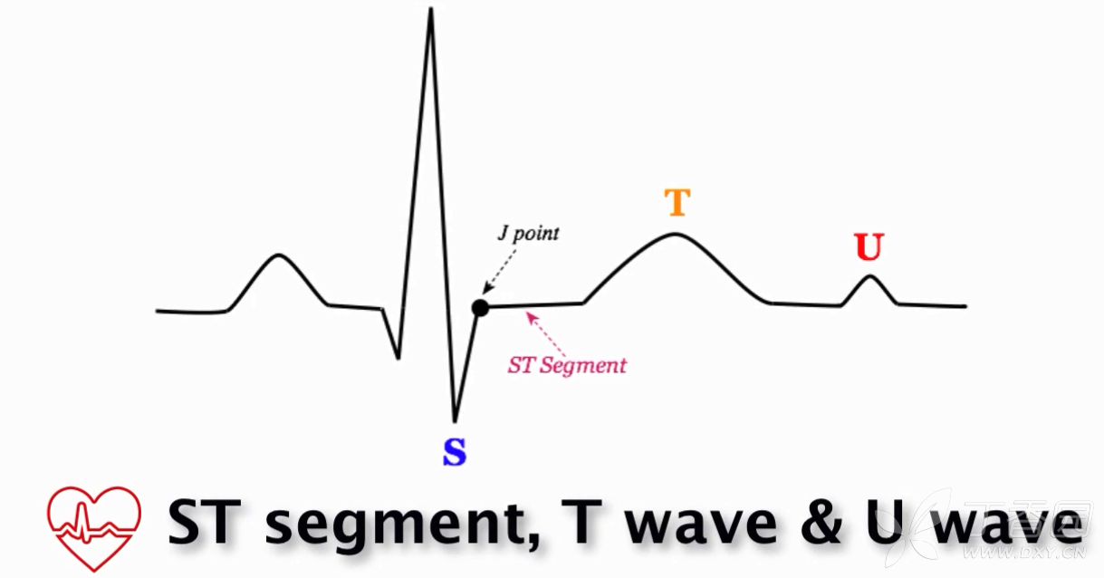 ST间期、T波和U波【ECG基础9-10】