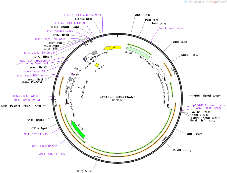 pC015 - dLwCas13a-NF哺乳编辑质粒