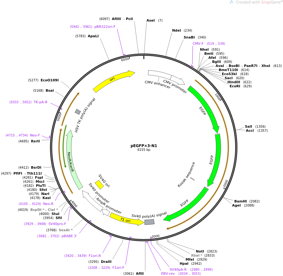 pEGFP-LC3b-m哺乳自噬质粒