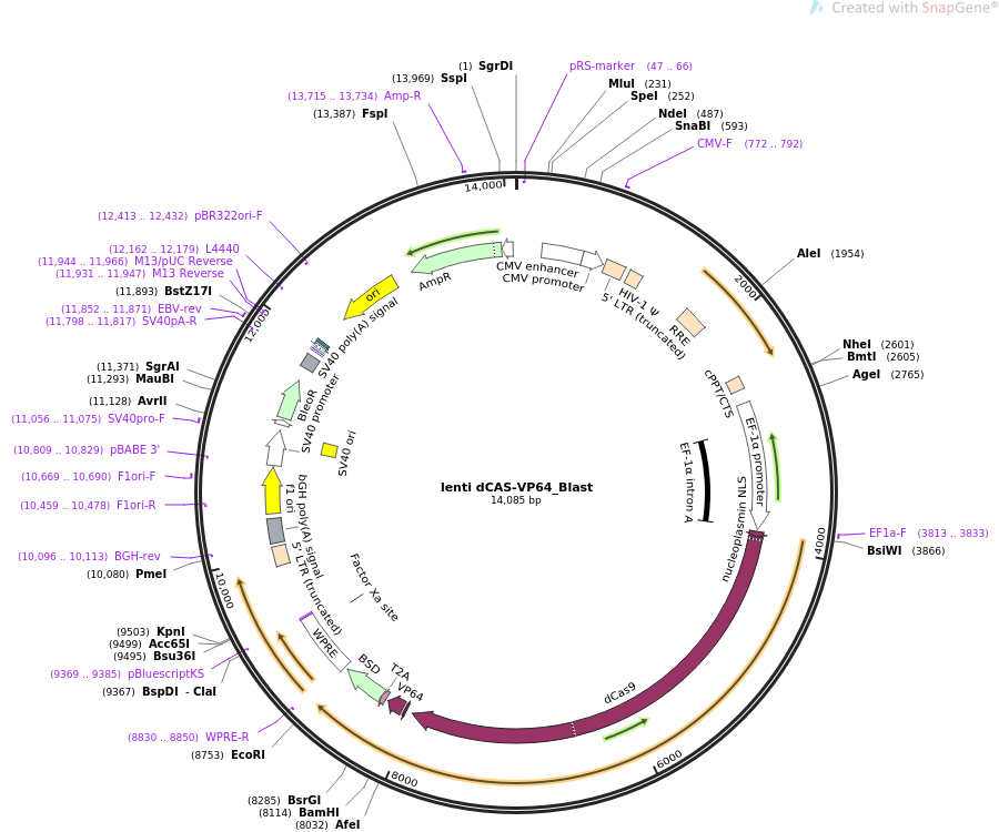 lenti dCAS-VP64_Blast哺乳编辑质粒