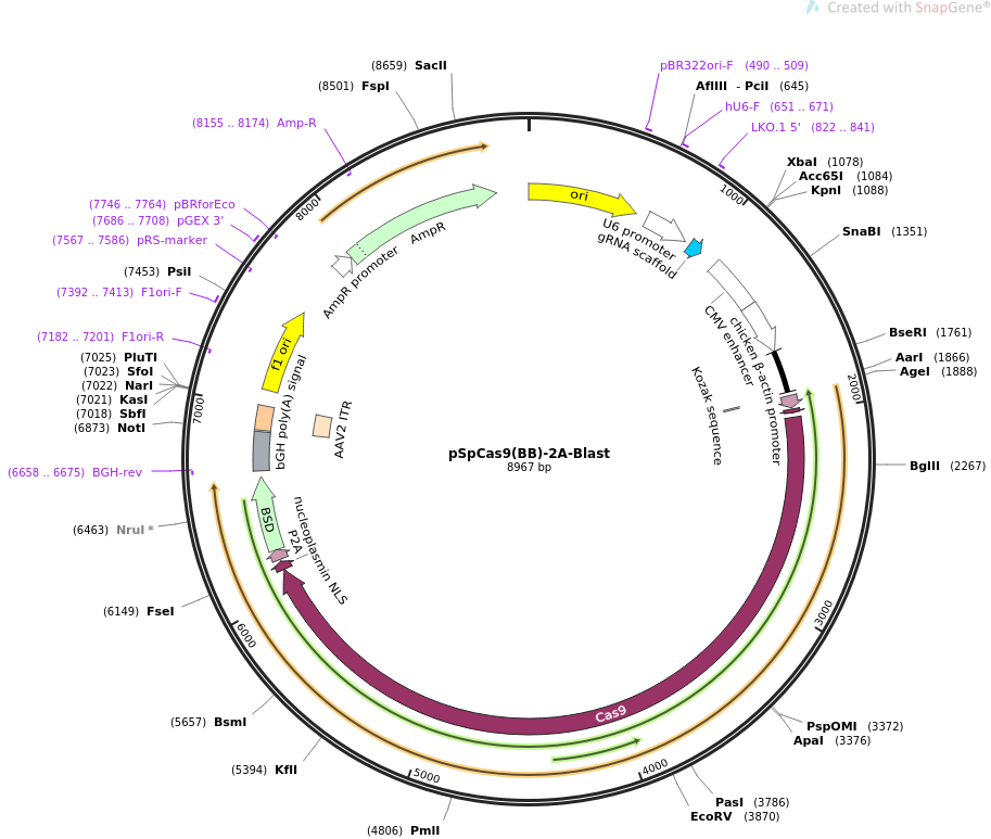 pSPYCE-35S植物双分子荧光质粒