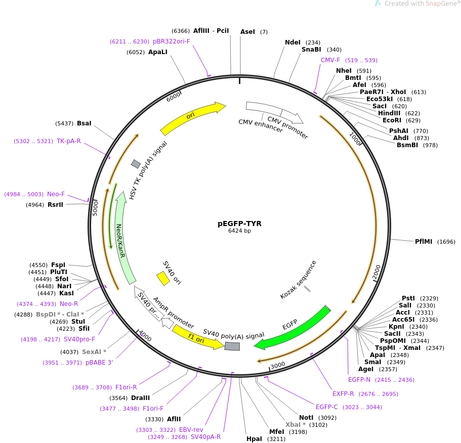 pEGFP-TYR人源基因质粒