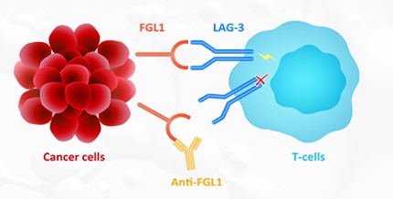 肿瘤免疫治疗新通路——提高抗PD-1疗效