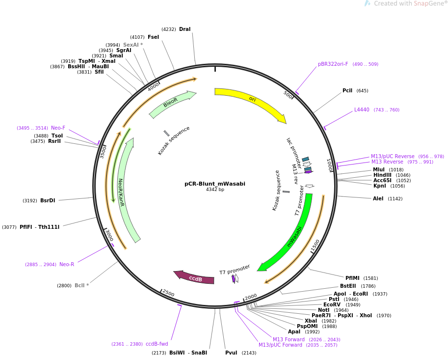 pCR-Blunt II-TOPO-CASP14人源基因模板