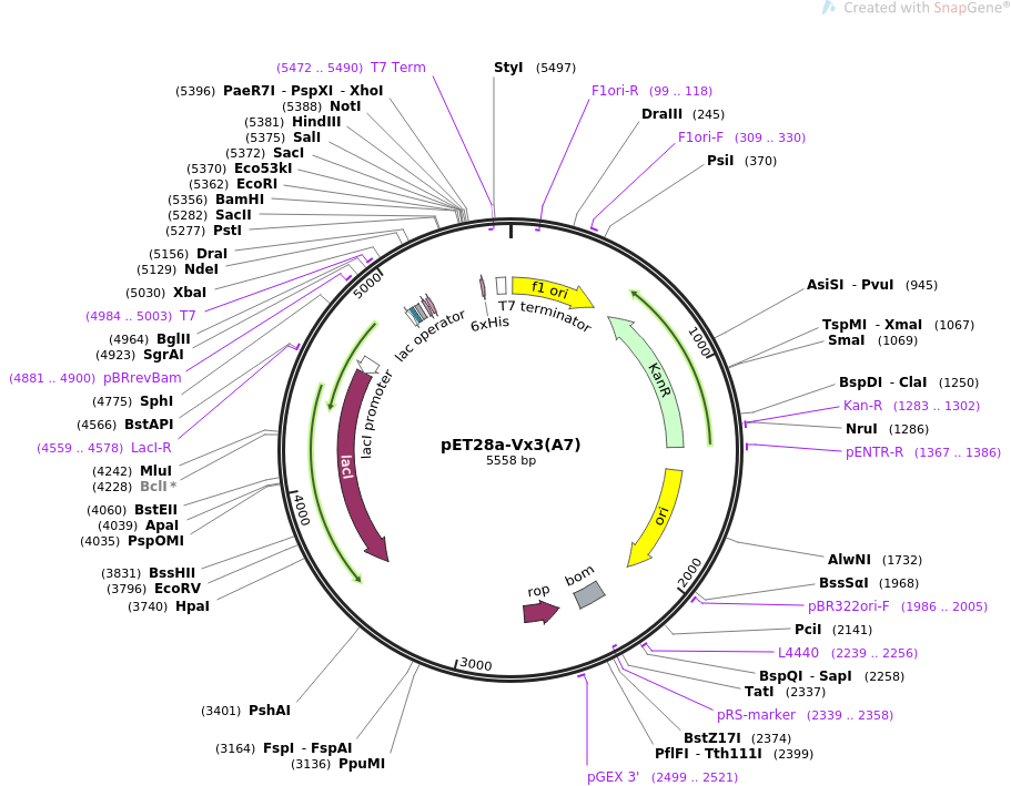 pET28a-SUMO-TRFH人源基因质粒