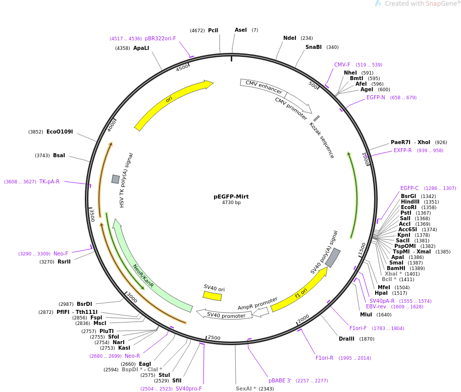 pEGFP-TNF人源基因质粒