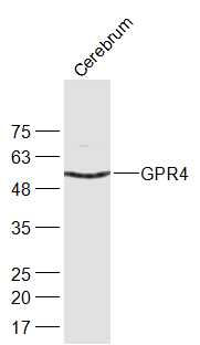 G蛋白偶联受体19/GPCR GPR4抗体