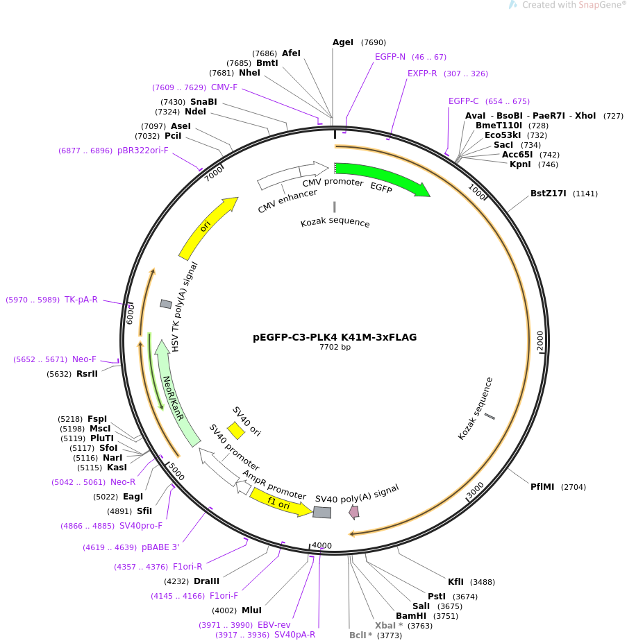 pEGFP-C3-STING人源基因质粒