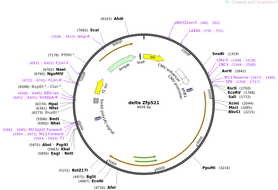 pECMV-Ddx58-m-FLAG小鼠基因质粒