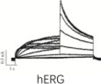 心肌动作电位与胞内钙信号同时检测