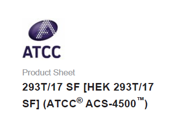 ATCC 细胞 293T/17 SF [HEK 293T/17 SF]