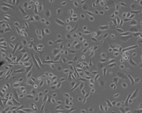 Primary Bronchial/Tracheal Epithelial Cells 细胞