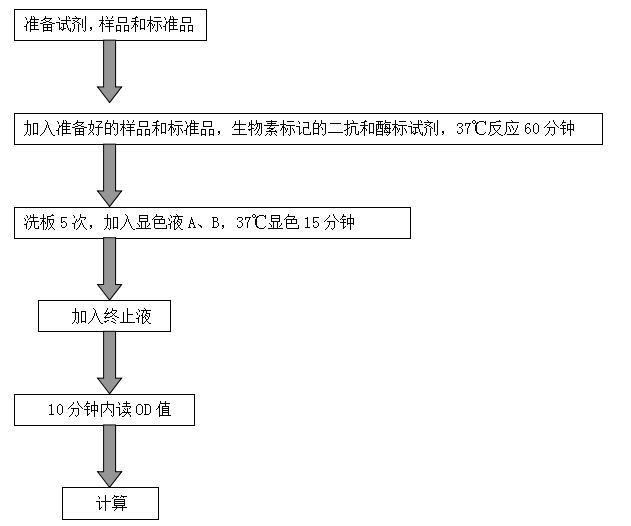 大鼠胃动素（MTL）酶联免疫  检测试剂盒使用说明书