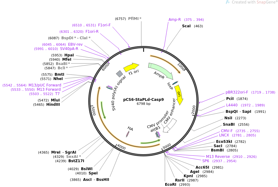 pCMV-SPORT6-ARNTL人源基因模板质粒