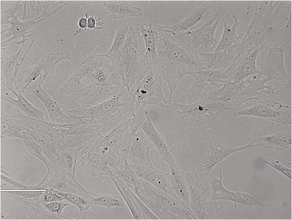 大鼠皮肤表皮细胞