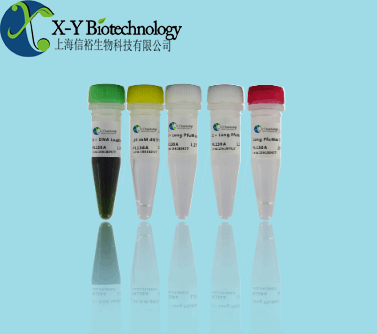 肠出血性大肠杆菌O157核酸检测试剂盒（PCR-荧光探法）
