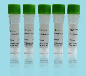 菜豆荚斑驳病毒（BPMV）RNA核酸检测试剂盒（PCR-荧光探针法）
