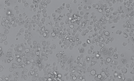 RPMI-8226人多发性骨髓瘤细胞