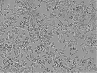 U-937人淋巴瘤细胞