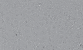 NCI-H1650人非小细胞肺癌细胞