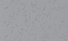 786-O人肾透明细胞癌细胞