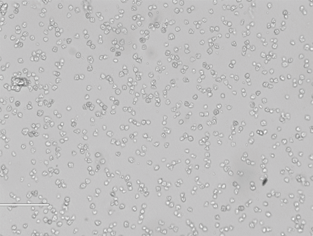 S180小鼠腹水瘤细胞