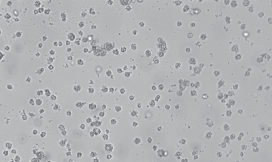 THP-1 (CD34-)人单核细胞白血病细胞（CD34缺陷型）