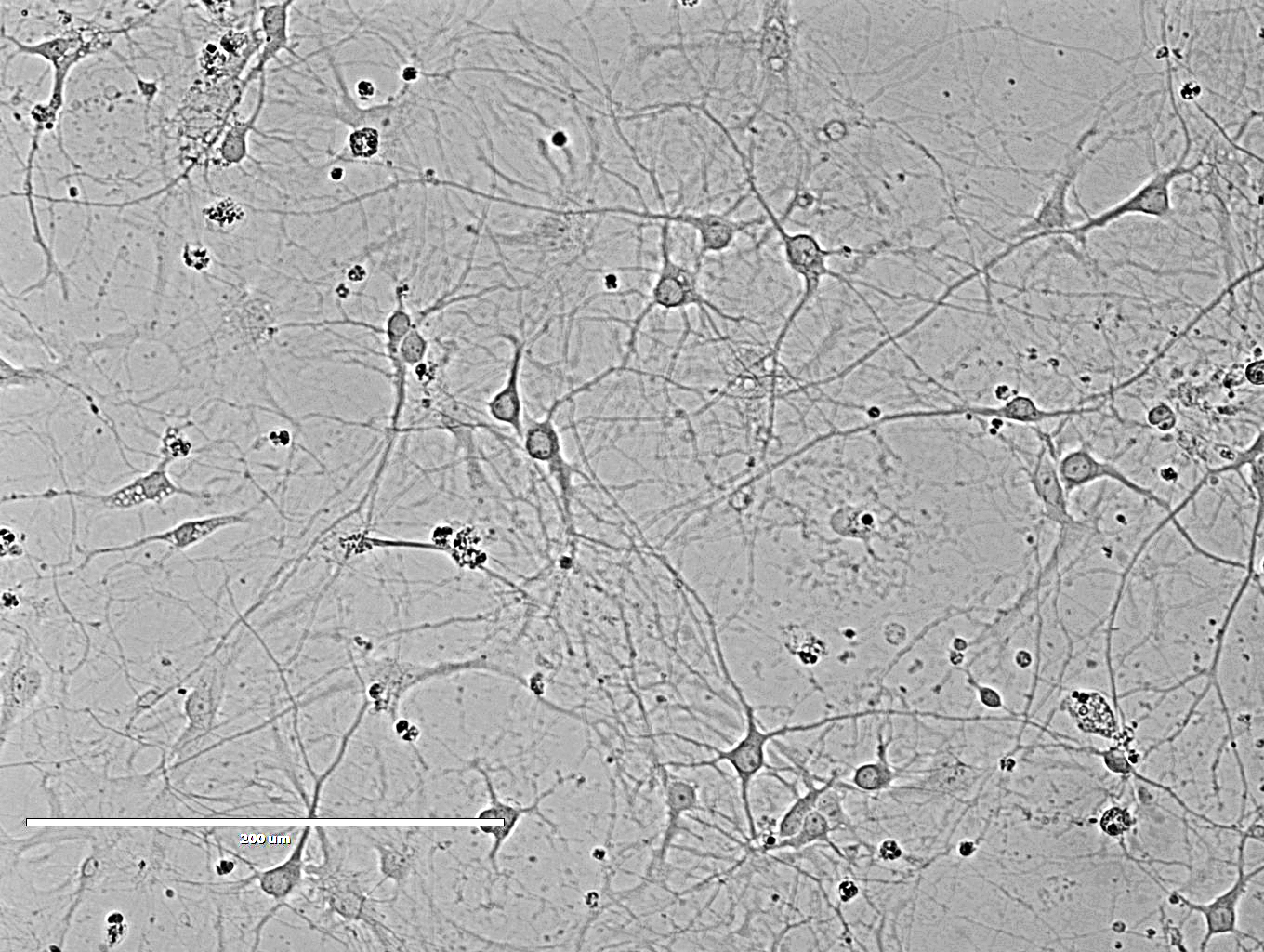 Rat Hippocampal Neurons 大鼠海马神经元