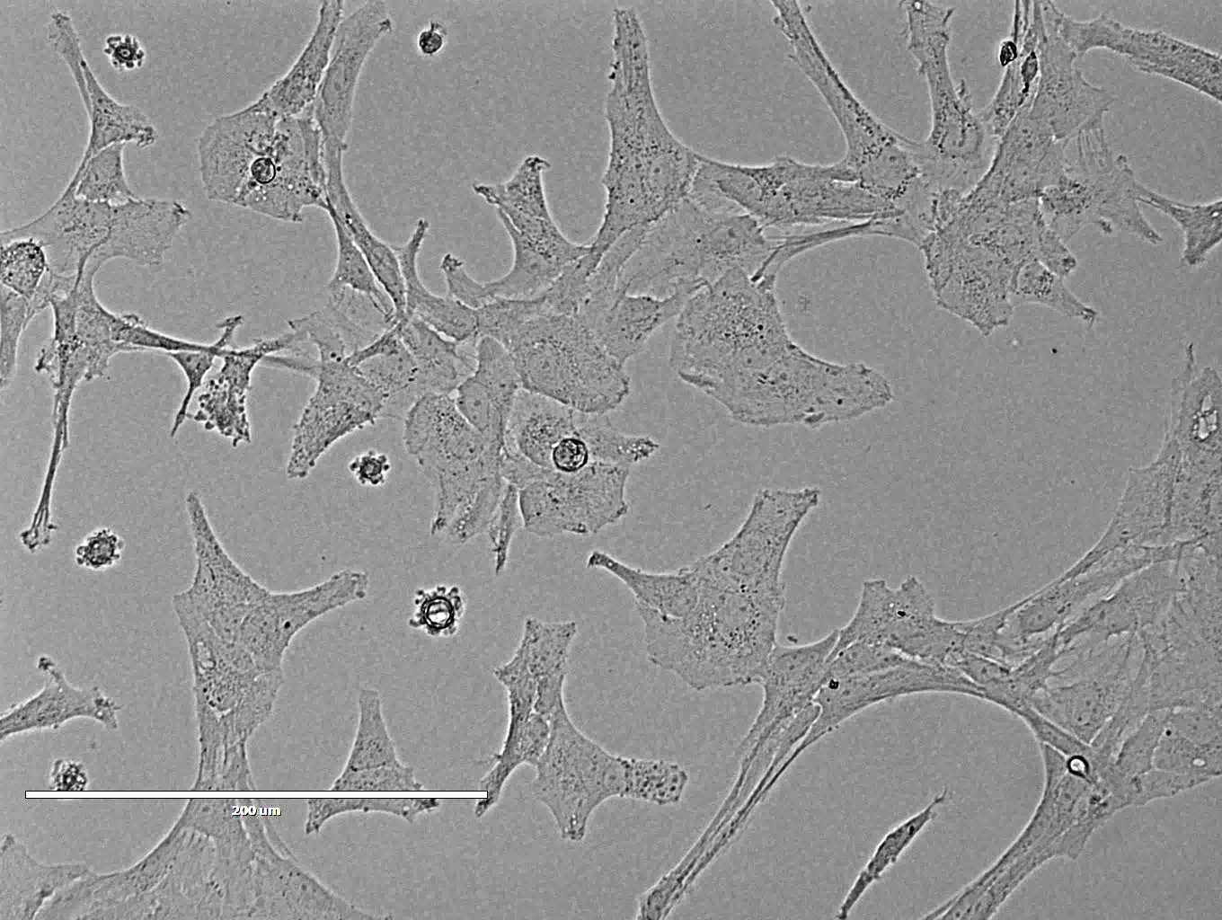 Rat Cortical Astrocyte 大鼠皮层星形胶质细胞