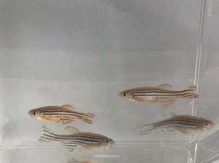 斑馬魚基因敲入突變體建立
