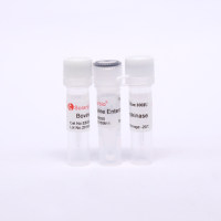 Enterokinase from bovine intestine 重组牛肠激酶