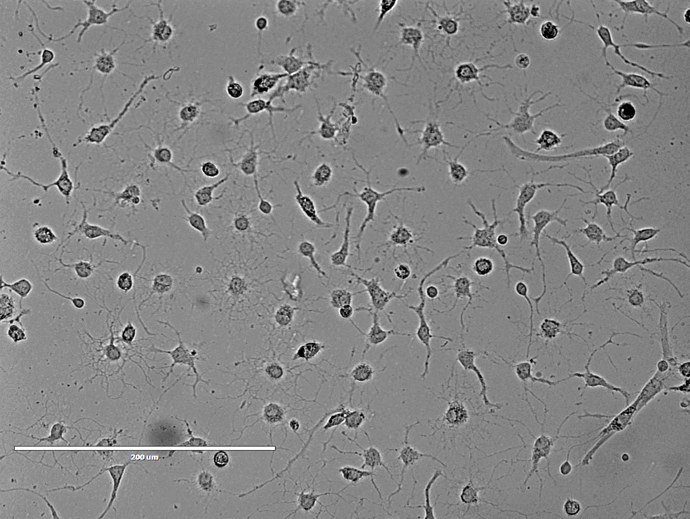 Rat Cortical Microglia 大鼠皮层小胶质细胞