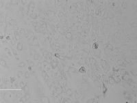 Rat Bladder Epithelial Cells 大鼠膀胱上皮细胞