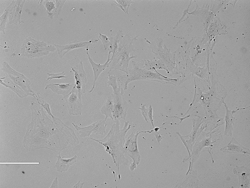 Rat Intestinal Epithelial Cells 大鼠小肠粘膜上皮细胞